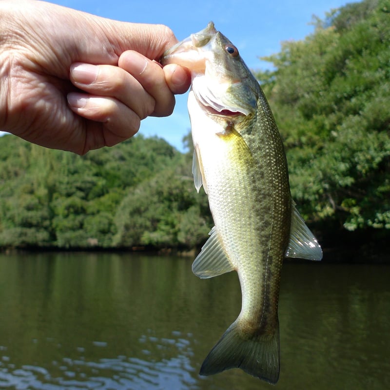 Phishing Threats